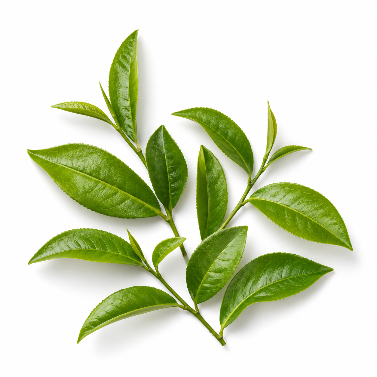 L-Theanine